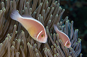 Pair of Pink Anemonefish (Amphiprion perideraion) in Magnificent Sea Anemone (Heteractis magnifica), Gili Tepekong dive site, Candidasa, Bali, Indonesia
