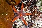 Flamy Sea Star (Neoferdina sp), Gili Tepekong dive site, Candidasa, Bali, Indonesia