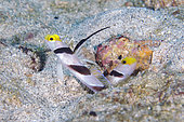 Pair of Black-rayed Shrimpgobies (Stonogobiops nematodes) with elongated fin, Crystal Bay dive site, Padang Bai, Bali, Indonesia