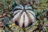 Cake Urchin (Tripneustes gratilla) predate by a sea star, Crystal Bay Wall dive site, Padang Bai, Bali, Indonesia