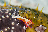 Emperor Shrimp (Zenopontonia rex) on Leopard Sea Cucumber (Bohadschia argus) with papillae, Crystal Bay Wall dive site, Padang Bai, Bali, Indonesia