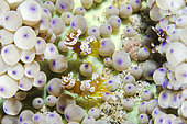 Pair of Squat Shrimps (Thor amboinensis) in Sea Anemone (Heteractis sp), Crystal Bay Wall dive site, Padang Bai, Bali, Indonesia