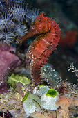Estuary Seahorse (Hippocampus kuda), with colony of Robust Sea Squirts Tunicate (Atriolum robustum), Crystal Bay Wall dive site, Padang Bai, Bali, Indonesia