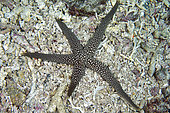 Warty Mesh Sea Star (Nardoa tuberculata), Crystal Bay Wall dive site, Padang Bai, Bali, Indonesia