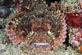 Tasseled Scorpionfish (Scorpaenopsis oxycephala), Crystal Bay Wall dive site, Padang Bai, Bali, Indonesia