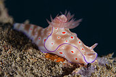 Three-lobed T-Bar Nudibranch (Ceratosoma trilobatum), Jetty dive site, Padang Bai, Bali, Indonesia