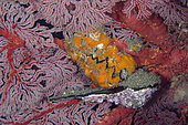 Cock's Clam Oyster (Lopha cristagalli) and Penguin's Wing Oyster (Pteria penguin) by Sea Fan (Melithaea sp), Jetty dive site, Padang Bai, Bali, Indonesia