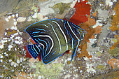 Juvenile Semicircle Angelfish (Pomacanthus semicirculatus) also called the Koran Angelfish as the pattern of blue lines on the tail resembles Arabic script from the Koran, Biaha dive site, Candidasa, Bali, Indonesia
