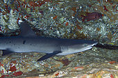 Whitetip Reef Shark (Triaenodon obesus) resting in cave with Soldierfish (Myripristis sp) in background, Biaha dive site, Candidasa, Bali, Indonesia