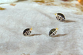 Trio of Dalmatian Ladybug Amphipods (Cyproideidae Family) on sponge (Porifera Phylum), Gili Tepekong dive site, Candidasa, Bali, Indonesia