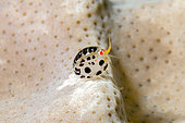 Dalmatian Ladybug Amphipod (Cyproideidae Family) on sponge (Porifera Phylum), Gili Tepekong dive site, Candidasa, Bali, Indonesia