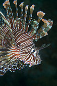 Indian Lionfish (Pterois miles) with venomous spines and showy pectoral fins, Gili Tepekong dive site, Candidasa, Bali, Indonesia