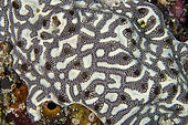 Tunicates (Botryllus sp), Gili Tepekong dive site, Candidasa, Bali, Indonesia