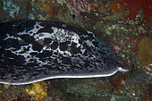 Marbled Stingray (Taeniura meyenis) classified as Vulnerable as it is slow-reproducing and threatened by commercial fishing and habitat degradation, Biaha dive site, Candidasa, Bali, Indonesia