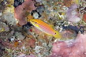 Yellow form of Twospot Slender Hogfish (Bodianus bimaculatus), Gili Tepekong dive site, Candidasa, Bali, Indonesia