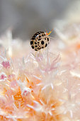 Dalmatian Ladybug Amphipod (Cyproideidae Family) on coral, Gili Tepekong dive site, Candidasa, Bali, Indonesia