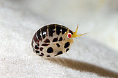 Dalmatian Ladybug Amphipod (Cyproideidae Family) on sponge (Porifera Phylum), Gili Tepekong dive site, Candidasa, Bali, Indonesia