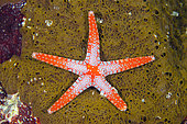 Flamy Sea Star (Neoferdina sp) on Sponge (Porifera Plylum), Gili Tepekong dive site, Candidasa, Bali, Indonesia