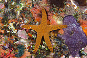Indian Sea Star (Fromia indica), Gili Tepekong dive site, Candidasa, Bali, Indonesia