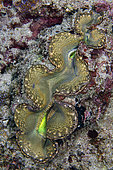 Small Giant Clam (Tridacna maxima), Turtleneck dive site, Padang Bai, Bali, Indonesia