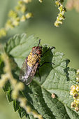 Cluster fly (Pollenia sp) warming on a stinging nettle (Urtica dioica), Gers, France