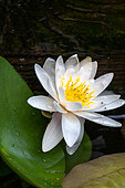 White water lily (Nymphaea alba), Pyrénées-Orientales, France