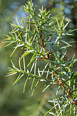 Prickly Juniper (Juniperus oxycedrus) needles, Pyrénées-Orientales, France