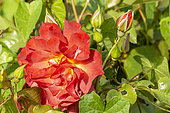 Rose (Rosa floribunda) 'Cinco de Mayo' Breeder: Carruth (USA) 2006