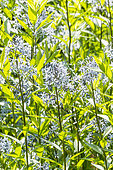 Fringed Bluestar (Amsonia ciliata), flowers