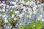 Creeping Baby's breath (Gypsophila repens) 'White Angel', flowers