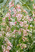 Penstemon hybrid (Penstemon sp) 'Rosée d'Anjou', flowers