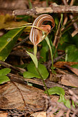 Snake-tongue greenhood (Pterostylis ophioglossa) flower, New Caledonia