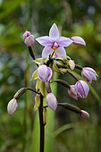 Philippine ground orchid (Spathoglottis plicata) flowers, New Caledonia