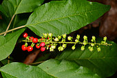 Bloodberry (Rivina humilis) fruits, Ile des Pins, New Caledonia
