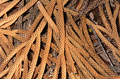 Candelabra Rimu (Dacrydium araucarioides), Chute de la Madelaine, New Caledonia