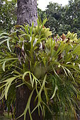 Elkhorn fern (Platycerium bifurcatum), Ile des Pins, New Caledonia