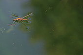 Water Strider (Gerris sp), mating on water, Pyrénées-Orientales, France