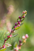 Common knotgrass (Polygonum aviculare), Gard, France