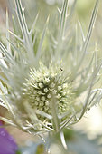 Silver eryngo (Eryngium spinalba), Mont Ventoux, Vaucluse, France