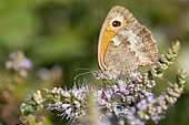 Gatekeeper (Pyronia tithonus) collecting an inflorescence of Apple mint (Mentha suaveolens), Gers, France