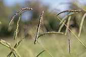 Dallisgrass (Paspalum dilatatum), Vaucluse, France