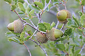 Kermes Oak (Quercus coccifera) acorns on tree in autumn, Gard, France