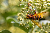 Hornet Mimic Hoverfly (Volucella zonaria) female on English ivy (Hedera helix) flowers, Gard, France