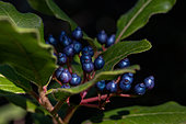 Laurustine (Viburnum tinus) fruits, Gard, France