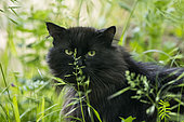 Long-haired black cat in the grass, Lorraine, France