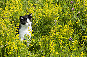 Chaton noir et blanc, chat domestique européen, dans une prairie fleurie, Lorraine, France