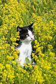 Chaton noir et blanc, chat domestique européen, dans une prairie fleurie, Lorraine, France