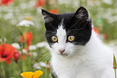 Black and white kitten, European house cat, in a flowery meadow, Lorraine, France