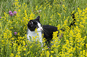 Black and white kitten, European house cat, in a flowery meadow, Lorraine, France