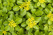 Kamschatka Stonecrop (Sedum kamtschaticum) in bloom, Jardin des Plantes, Muséum National d'Histoire Naturelle, Paris, France
